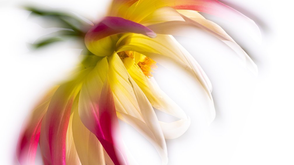 Dahlia Dinner Plate Flower