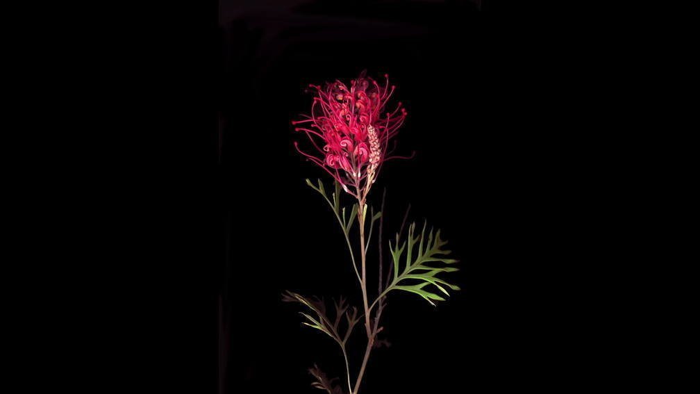 Grevillea Dreaming