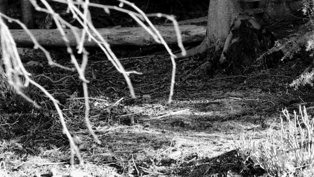 Komorebi - the scattered light that filters through