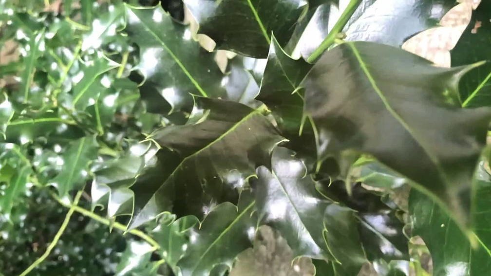 Das Echo lauert im Wald (The Echo Is Lurking in the Forest)