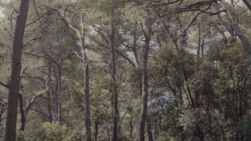 Island Mljet, Adriatic Sea 02