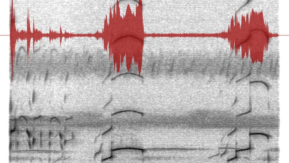 SoundShadow Projection of a Loon Call