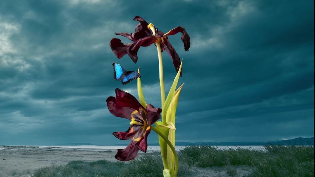 Nature of the tulip with startlings