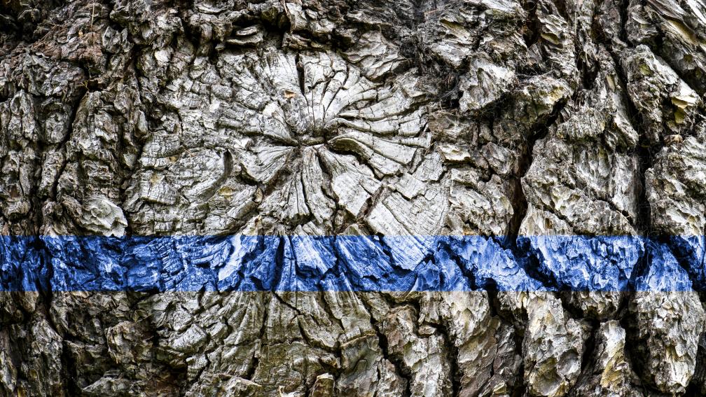 Naturalised 3 - Still