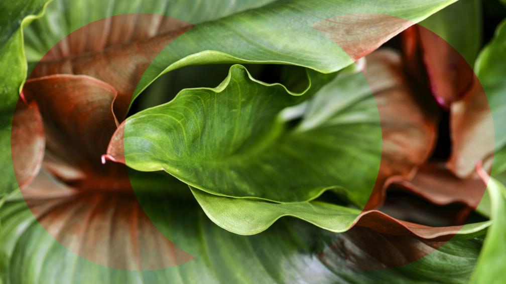 Naturalised 2 - Still