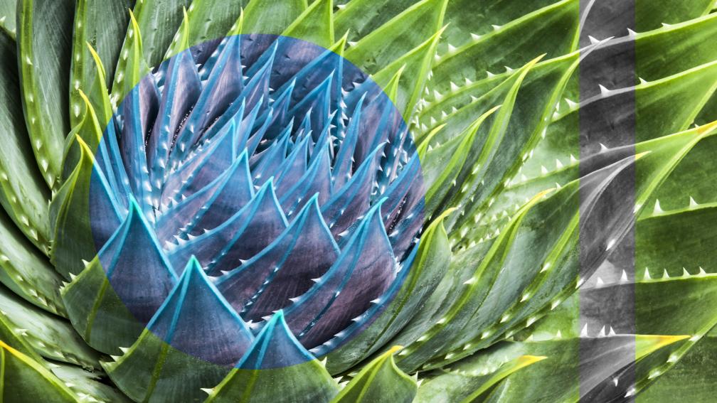 Naturalised 4 - Still