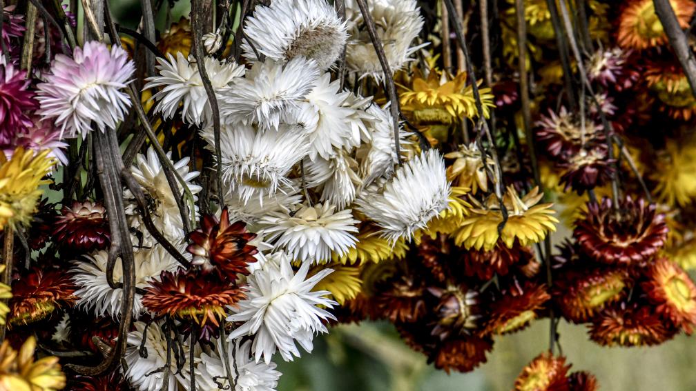 Naturalised 5 - Still