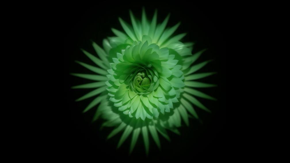 Flower (Green)